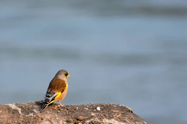 a bird sits on a log in the water