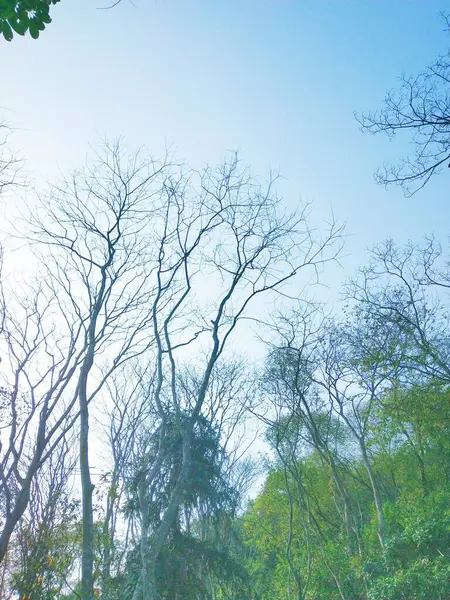 stock image tree branches in the forest