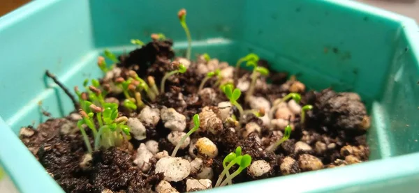 stock image green seedlings in pots on a white background