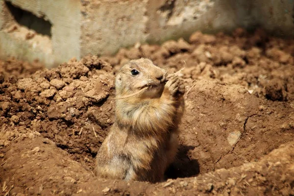 a closeup shot of a cute squirrel