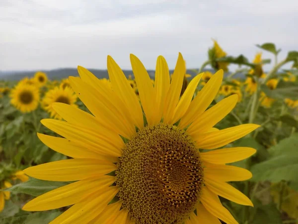 stock image sunflower in the field