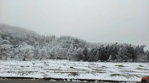Hermoso Paisaje Con Árboles Cubiertos Nieve — Foto de Stock