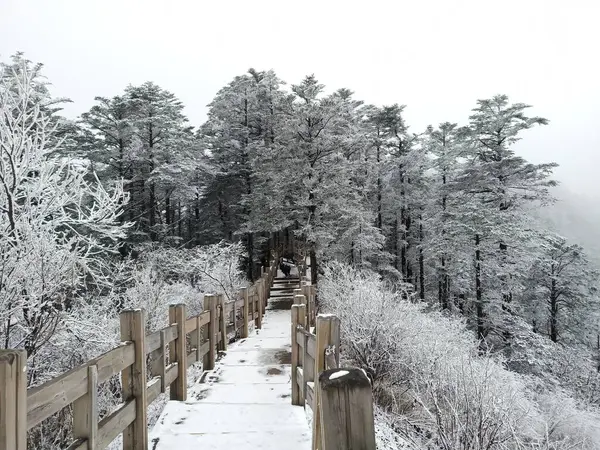 stock image beautiful winter landscape with snow