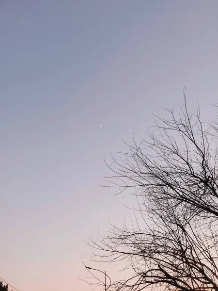 stock image tree branches in the sky