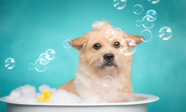 cute dog with soap bubbles on blue background