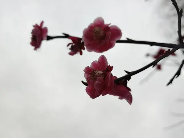 stock image beautiful pink flowers in the garden