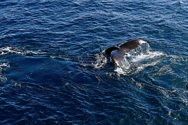 a large whale in the sea