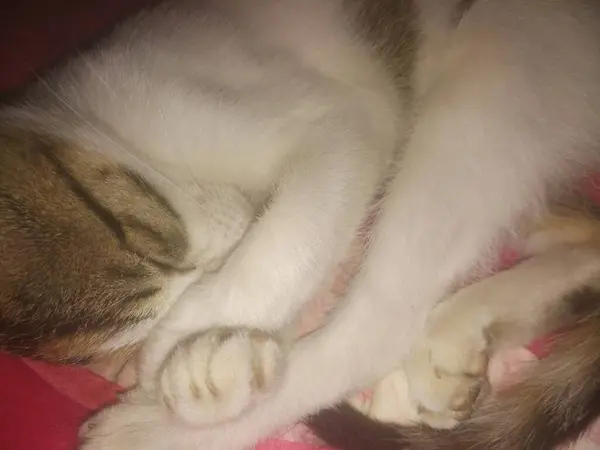 stock image cute cat sleeping on the bed