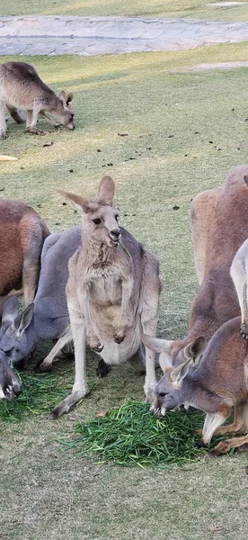 two young cute kangaroo sitting on the ground