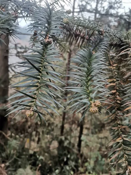 pine tree branch with needles and leaves