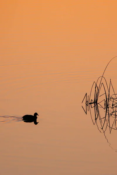 silhouette of a bird on the lake