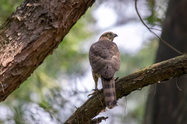 a bird on a tree