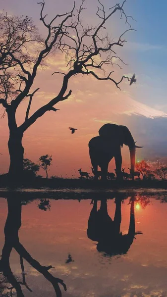 silhouette of a elephant in the water at sunset