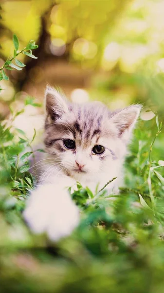 cute little kitten in the garden