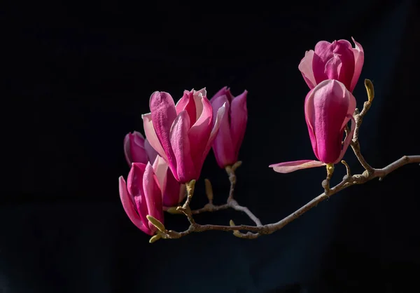 beautiful pink magnolia flowers on black background