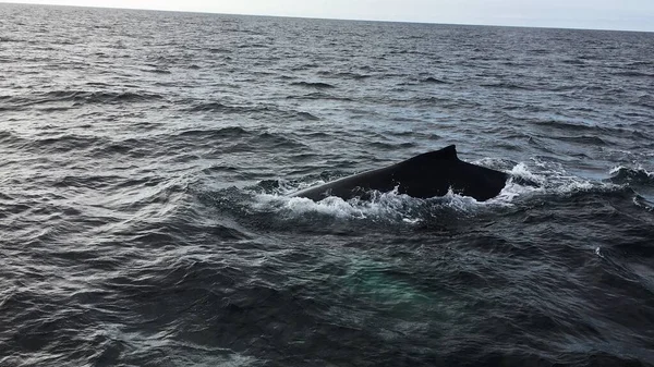 a large black whale in the sea