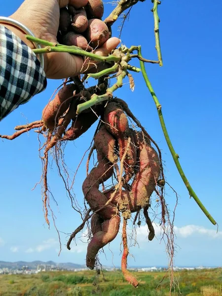 a man is harvesting a bunch of ripe bananas.