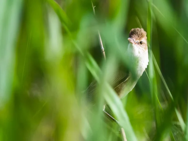 beautiful bird in the garden