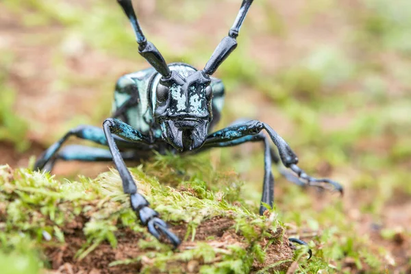 a closeup shot of a black and green beetle