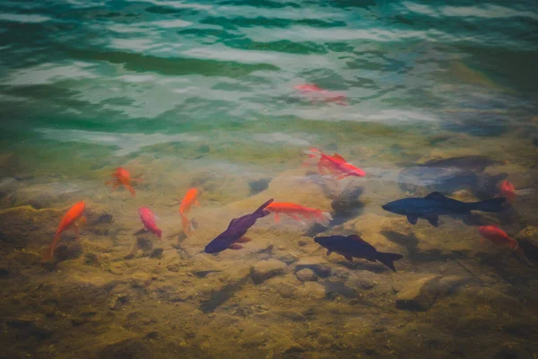 beautiful red fish in the water