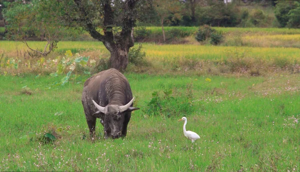 a herd of wild animals in the savannah of kenya