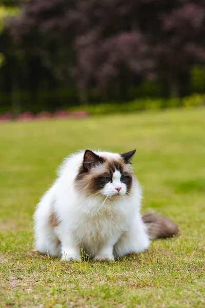 cute cat on the green grass