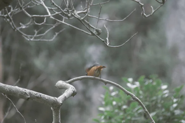 bird in the forest