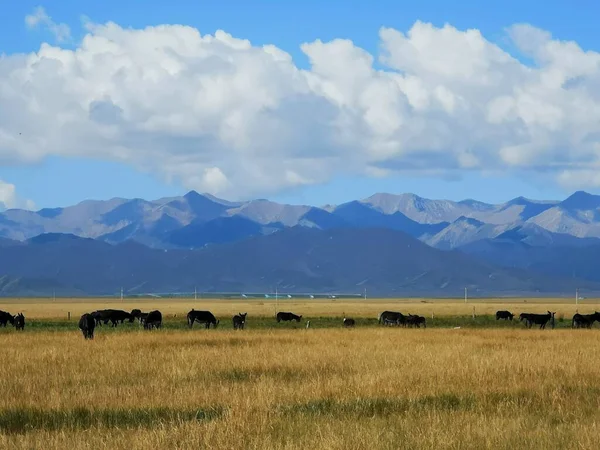 beautiful landscape with a herd of cows in the sky