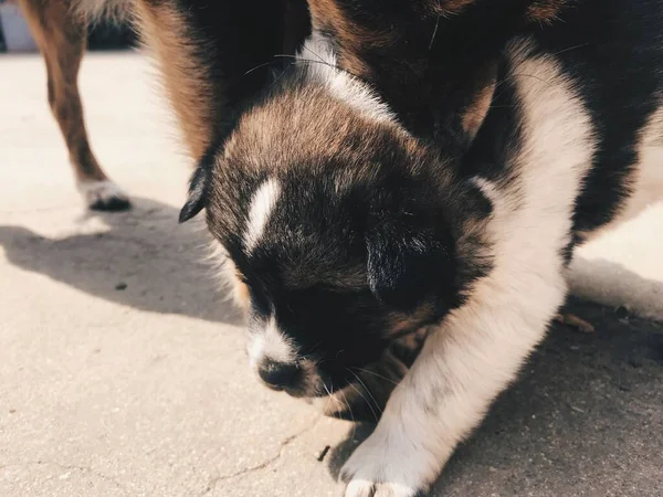 cat and dog in the street