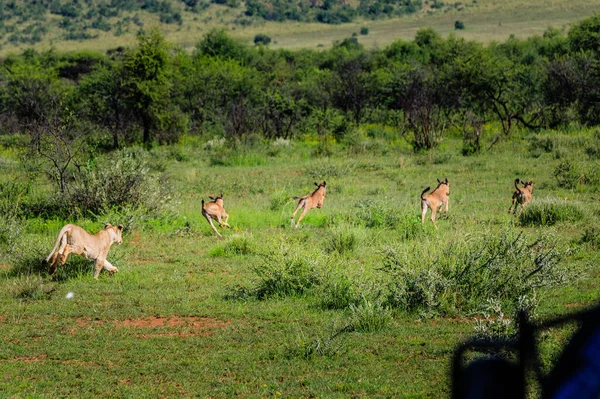 a group of giraffes in the savannah of kenya