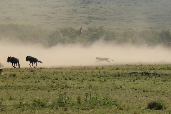a herd of wild animals in the savannah of kenya