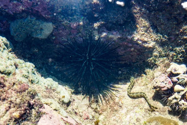 beautiful underwater world of the caribbean sea