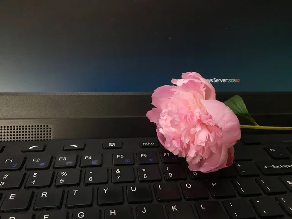 laptop with pink flower on a black background