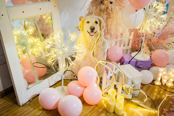 happy birthday party with dog and balloons