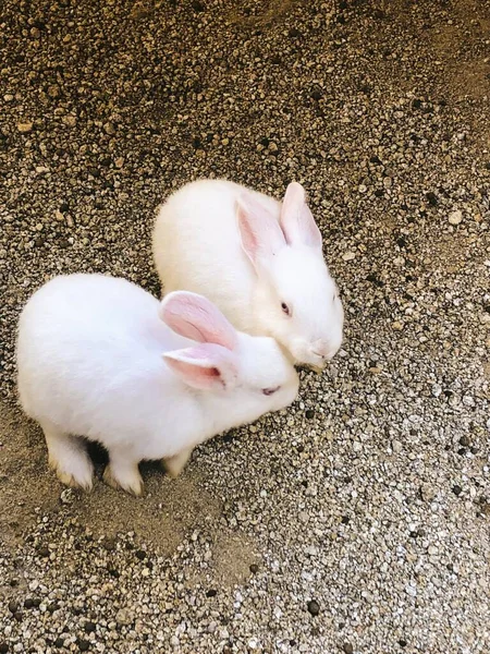 White Rabbit Green Background — Stock Photo, Image