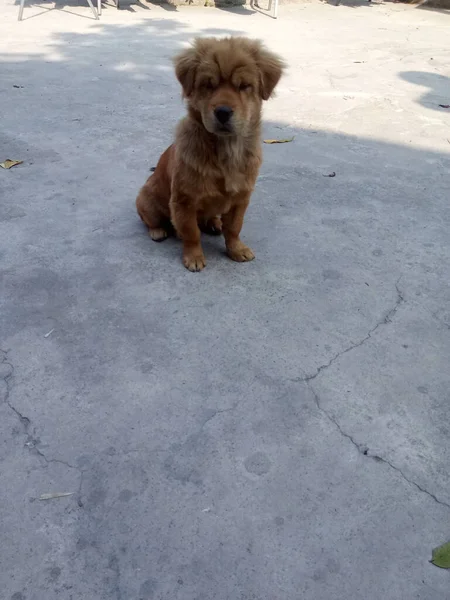 dog on the street