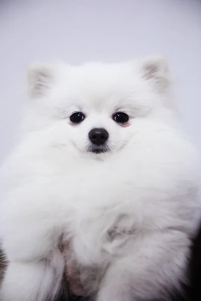 white fluffy dog on a background of a wooden chair