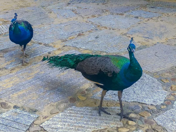 peacock with blue eyes and feathers