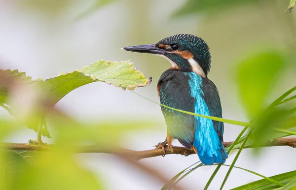 beautiful blue bird with green leaves