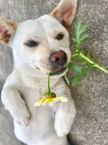 dog with flowers on the background of the spring garden