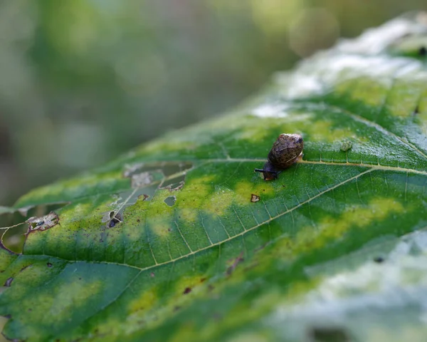 a closeup shot of a beautiful green beetle on a leaf