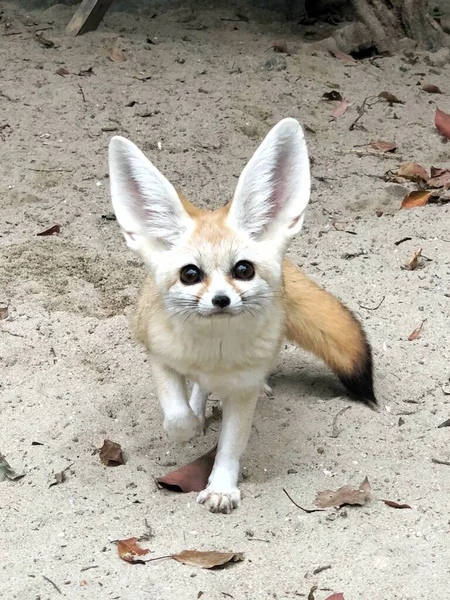 a closeup shot of a cute kangaroo