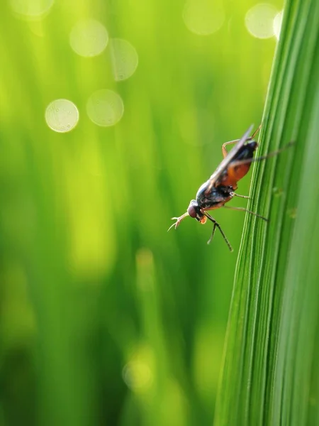 beautiful insect, nature background