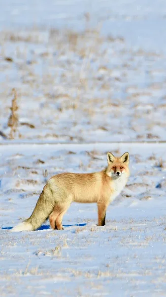 a beautiful red fox in the snow
