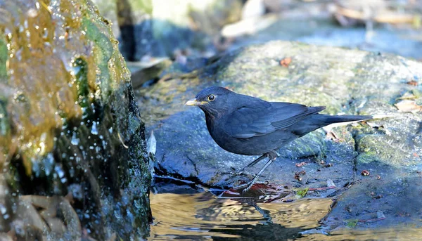 a bird is sitting on the ground in the water