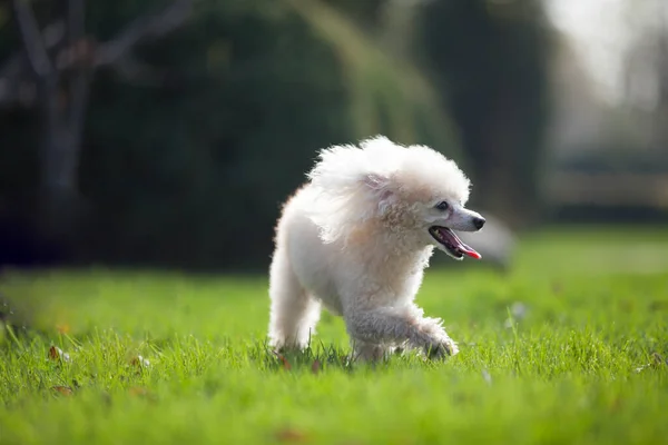 white samoyed dog on green grass