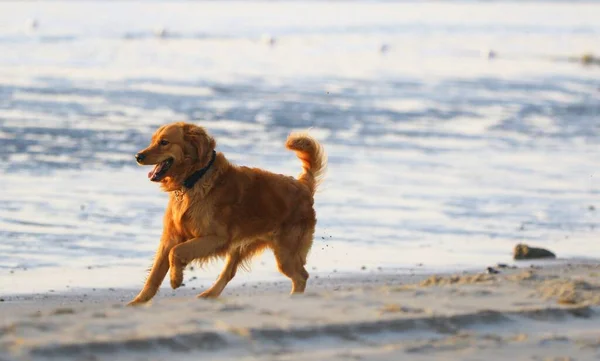 golden retriever dog running on the beach