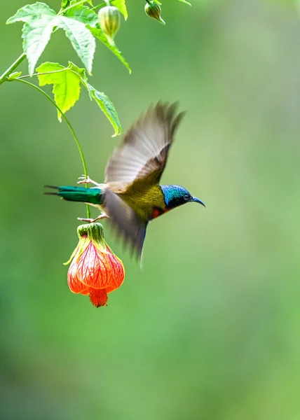 beautiful hummingbird bird, flora and fauna