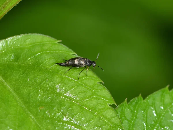a closeup shot of a fly insect on a green leaf