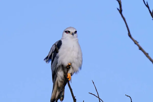 white owl on a branch in the forest